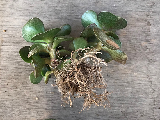 御所錦の植え替えと花の写真。 - ずん♪の多肉植物と折り紙のあれこれ