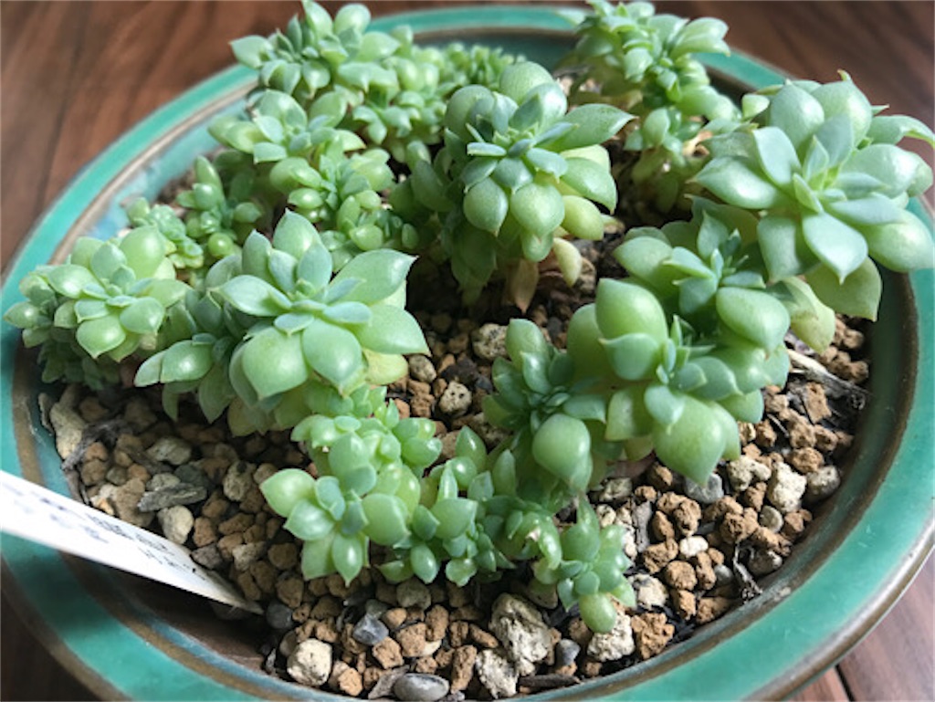 セクンダ綴化の不思議な姿 過去と今 成長点が切れる 成長点がなくなる