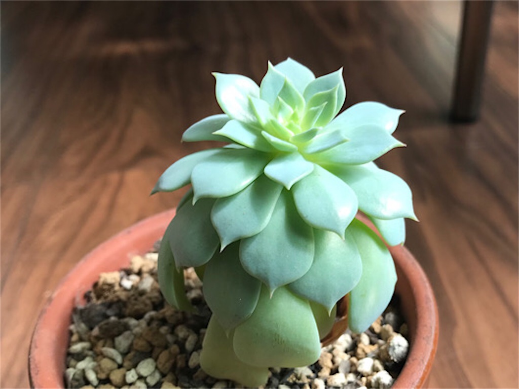 多肉植物　エケベリア　Majesta マジェスタ綴化 セクンダ綴化の不思議な姿 過去と今 成長点が切れる 成長点がなくなる