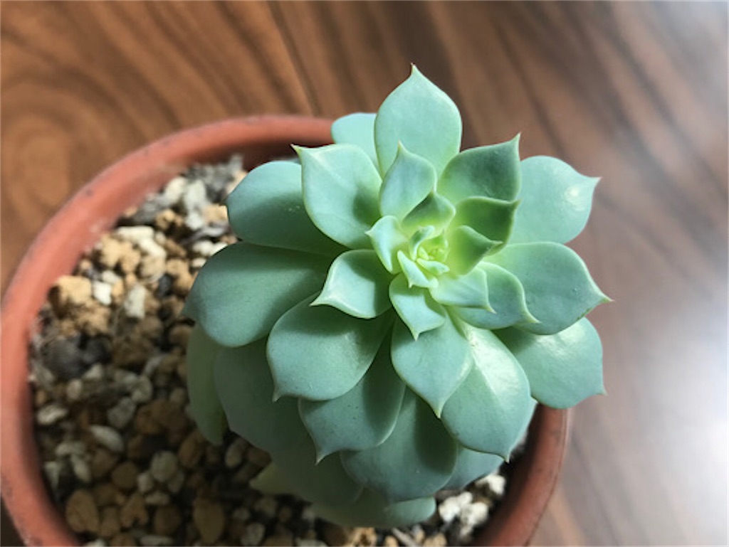 セクンダ綴化の不思議な姿 過去と今 成長点が切れる 成長点がなくなる