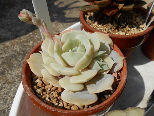デレッセーナ。花芽がでてから咲くまでの記録。 - ずん♪の多肉植物と