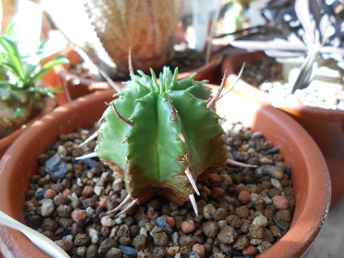 貴青玉（キセイギョク）