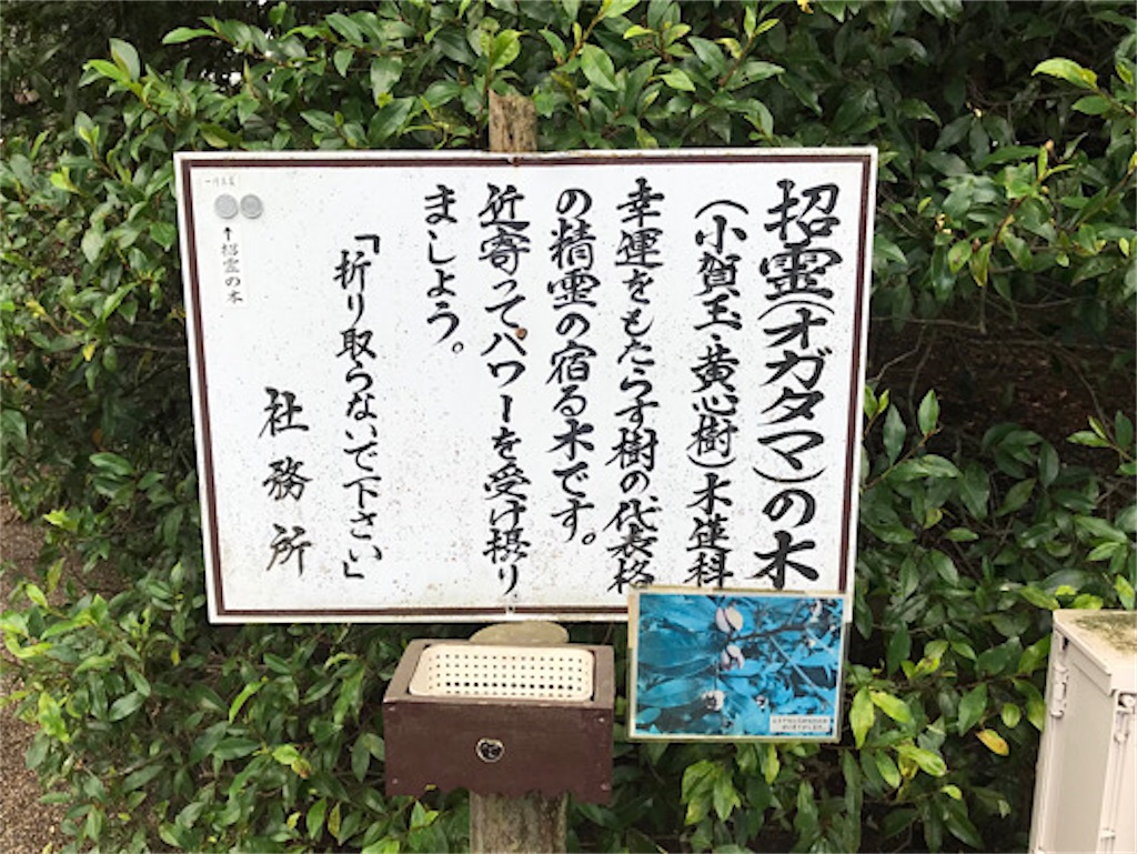 東国三社　息栖神社　招霊（オガタマ）の木。