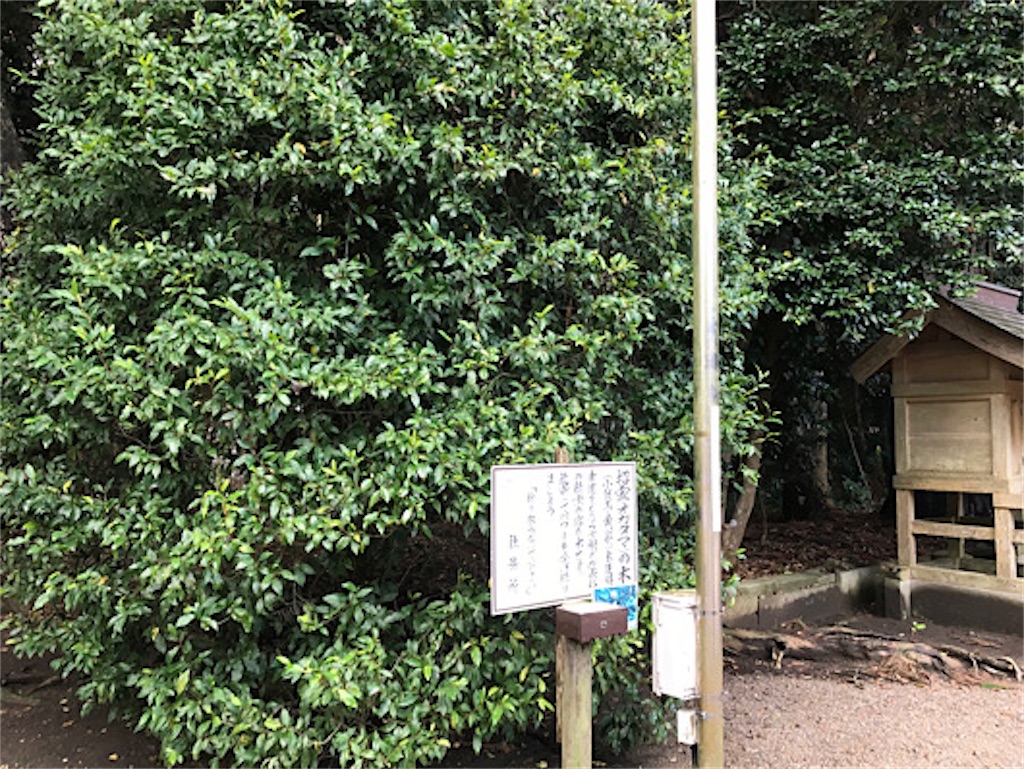 東国三社　息栖神社　招霊（オガタマ）の木。