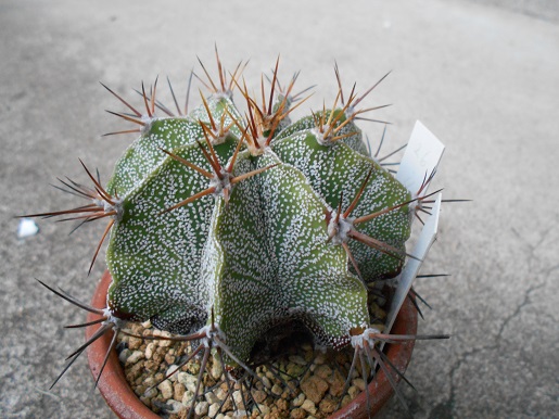 サボテン　般若　ハンニャ 般若（ハンニャ）5号 - 植物と暮らす m-plant