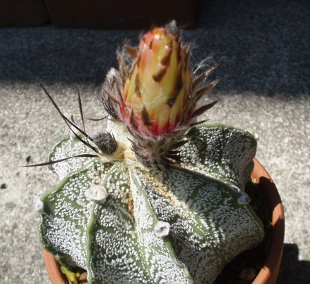 大きな花が咲く棘なし瑞鳳玉は蕾も大きい。2013年6月の蕾の写真