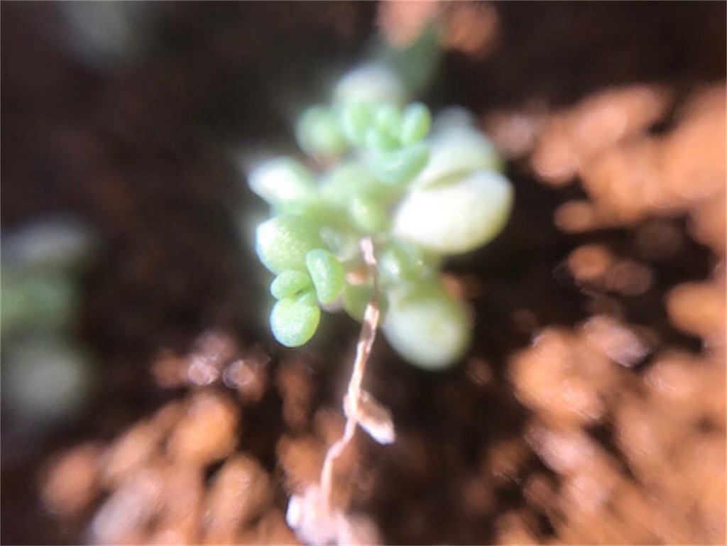 f:id:zun22:20231118223401j:image パープルヘイズ