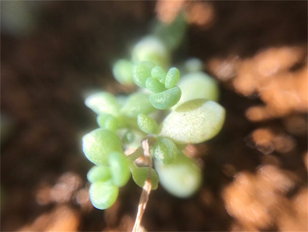 f:id:zun22:20231118223414j:image パープルヘイズ