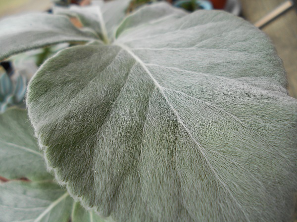 断崖の女王の葉