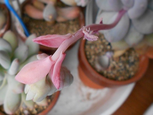 月美人の花はピンク色の綺麗な花です。 - ずん♪の多肉植物と