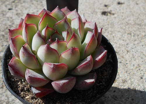 プリドニスの植え替え体験 - ずん♪の多肉植物と折り紙のあれこれ