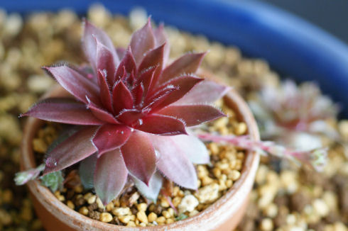 センペルの紅牡丹 - ずん♪の多肉植物と折り紙のあれこれ