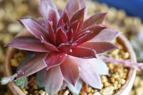 センペルの紅牡丹 - ずん♪の多肉植物と折り紙のあれこれ