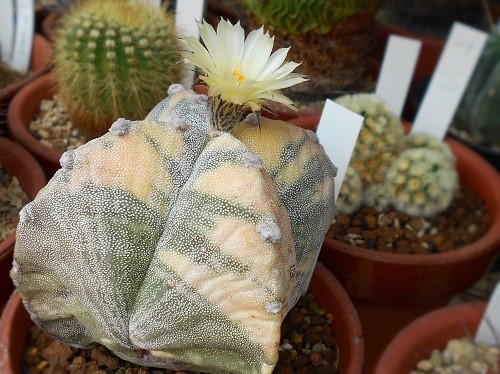 四角鸞鳳玉の花