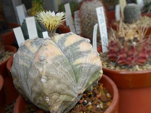 四角鸞鳳玉の花