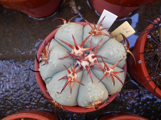 家の花王丸。2021年と2015年の花王丸を見比べる。 - ずん♪の多肉植物