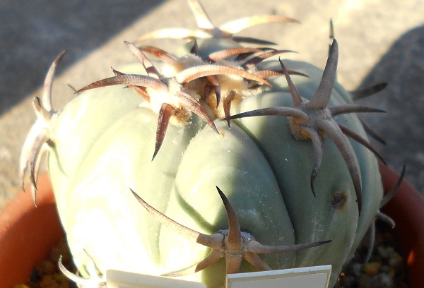 家の花王丸。2021年と2015年の花王丸を見比べる。 - ずん♪の多肉植物
