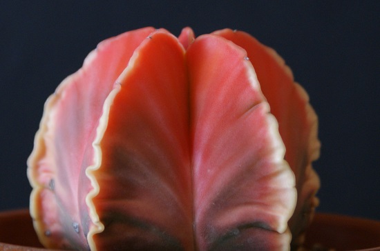 紅葉碧瑠璃鸞鳳玉です。