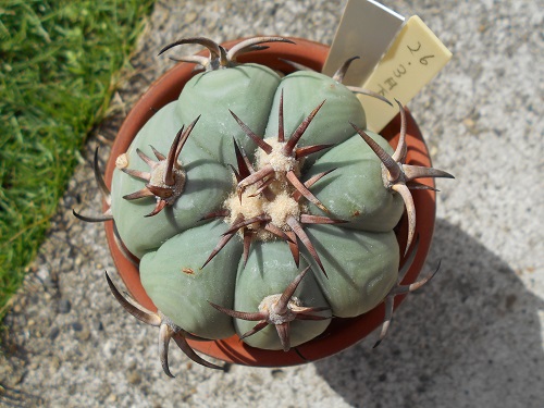 2009年と2016年から2019年までのエキノカクタス・花王丸の記録
