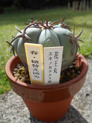 2009年と2016年から2019年までのエキノカクタス・花王丸の記録