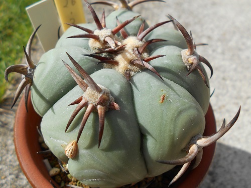 2009年と2016年から2019年までのエキノカクタス・花王丸の記録