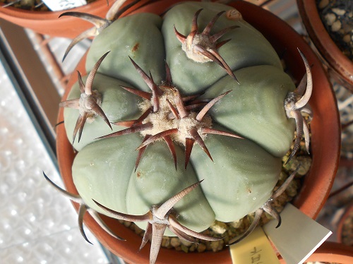 花王丸 エキノカクタス・花王丸
