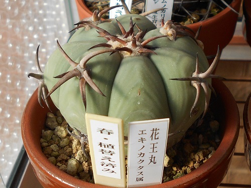 花王丸　２頭 2009年と2016年から2019年までのエキノカクタス・花王丸の記録