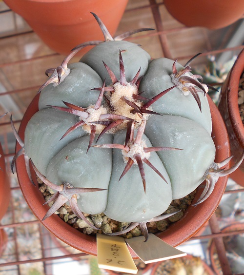 花王丸 エキノカクタスの花王丸