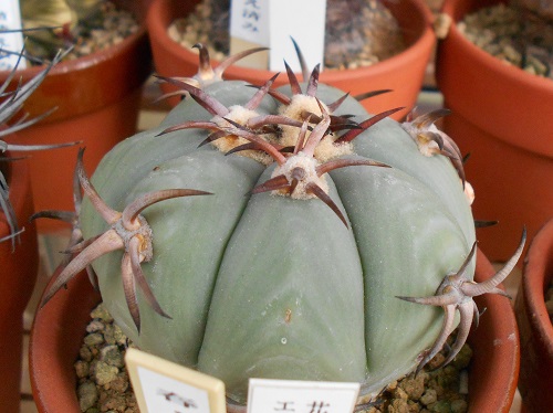花王丸 エキノカクタスの花王丸