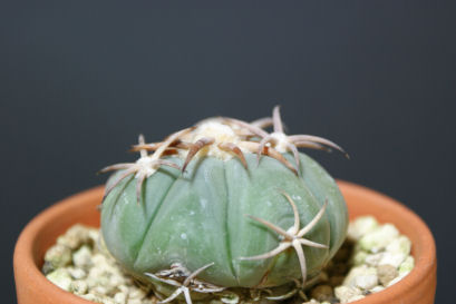 2009年と2016年から2019年までのエキノカクタス・花王丸の記録