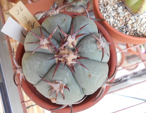 花王丸 花王丸