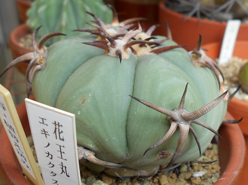 花王丸 花王丸