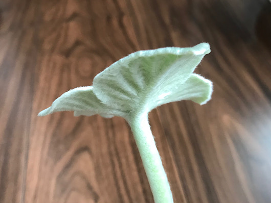 断崖の女王　葉の裏