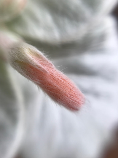 断崖の女王　蕾