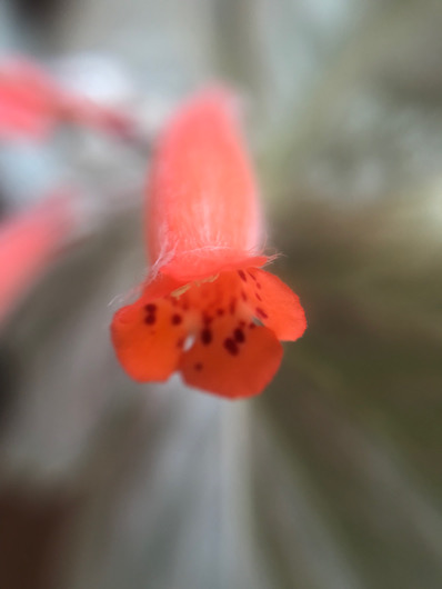 断崖の女王の花