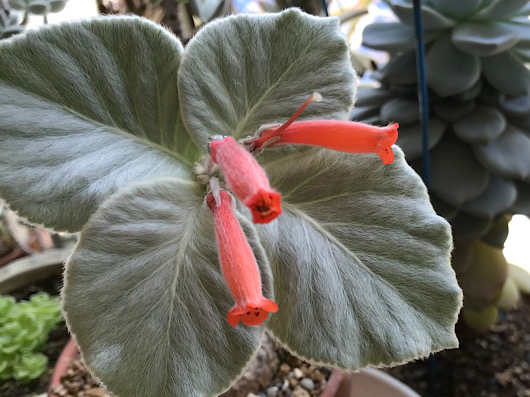 断崖の女王の花