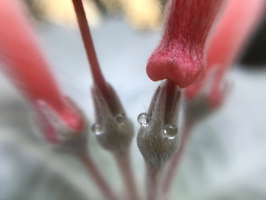 断崖の女王の花と蜜