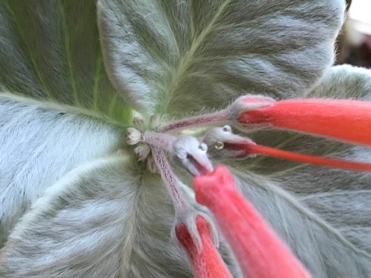 断崖の女王の花と蜜