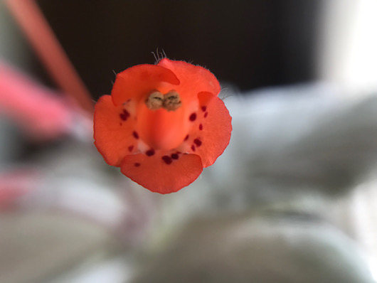 断崖の女王の花