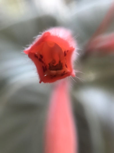 断崖の女王の花の中