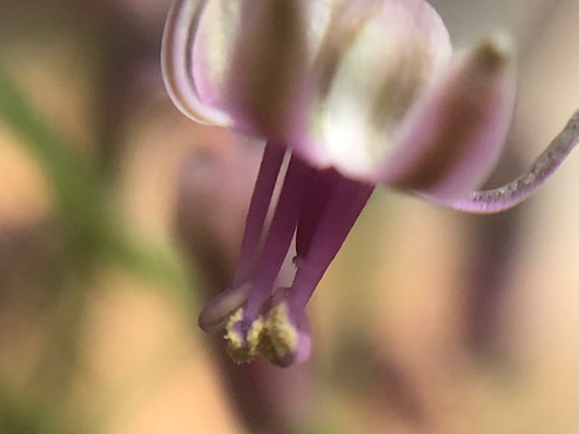 レディボウリア・ウンドゥラータ ウンドゥラータ