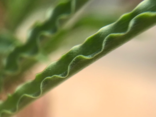 レディボウリア・ウンドゥラータ ウンドゥラータ