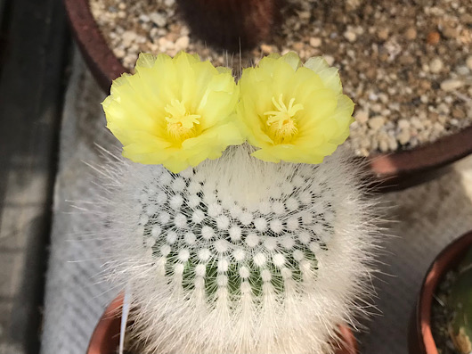 今年も黄雪晃の花が咲きました。2024年6月、約1週間咲いていました
