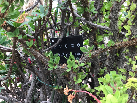 センリコウ