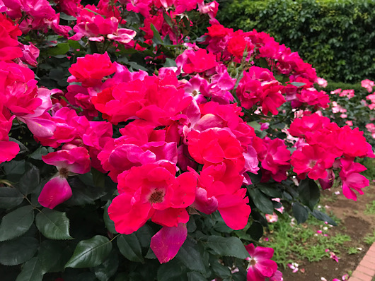 バラ園で見たバラ