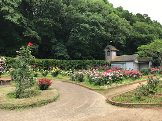 バラ園