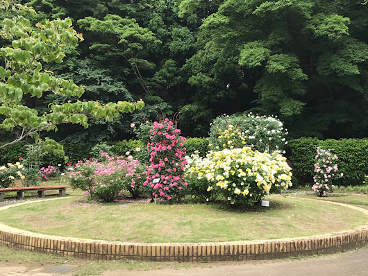 バラ園