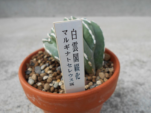 2019年4月に買った白雲閣・綴化（ハクウンカク・テッカ）、観察記録の