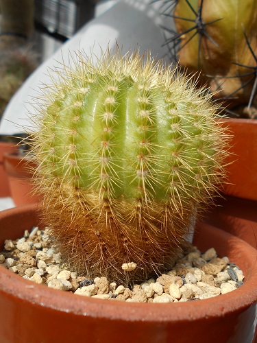 2018年3月26日の金小町。今年もツボミがあります。