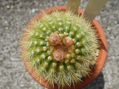 2018年3月26日の金小町。今年もツボミがあります。